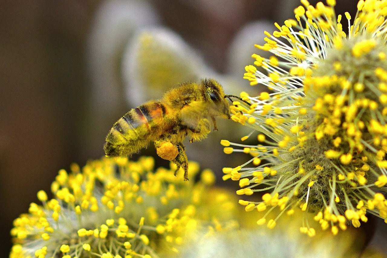 Nature Honey Bee Pollen Close Up